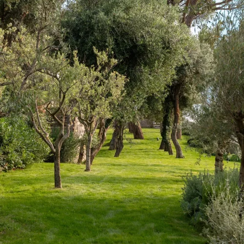 محوطه‌سازی باغچه با درختان کهنسال زیتون و چمن‌کاری در طراحی ویلاهای مدرن